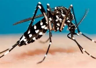 dengue