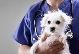 WhatsApp Image 2025-08-06 at 07.33.36