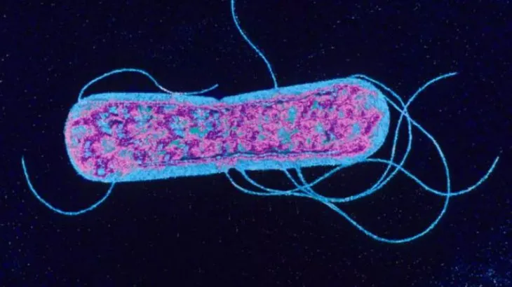 salmonellajpg