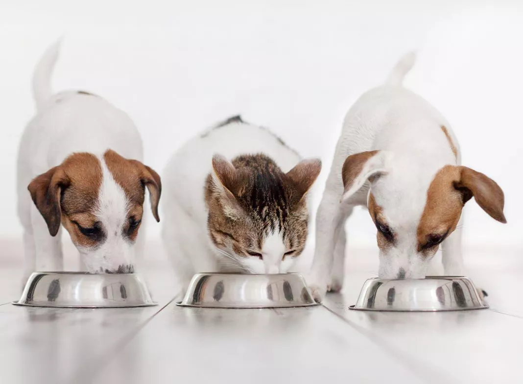mascotas-comiendo-comida-para-mascotas-1068x784