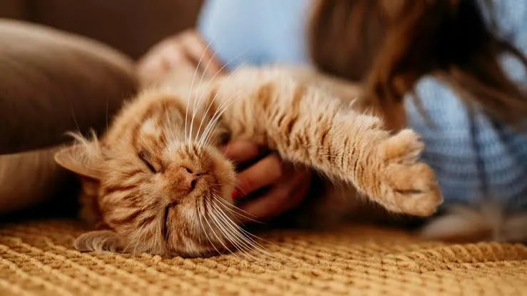 WhatsApp Image 2026-02-12 at 02.16.09