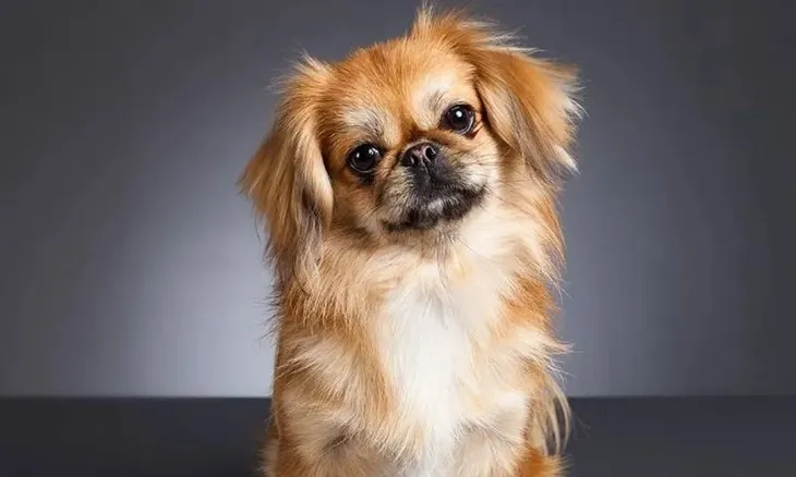 perros-nariz-chatajpg