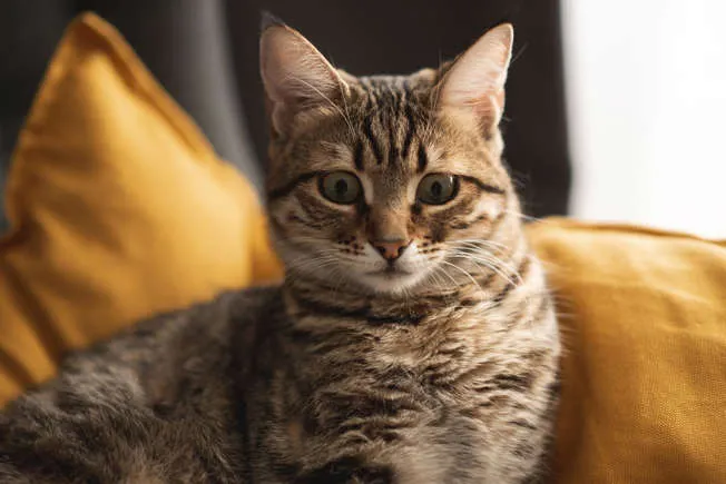 imagen_2024-05-21_162523256