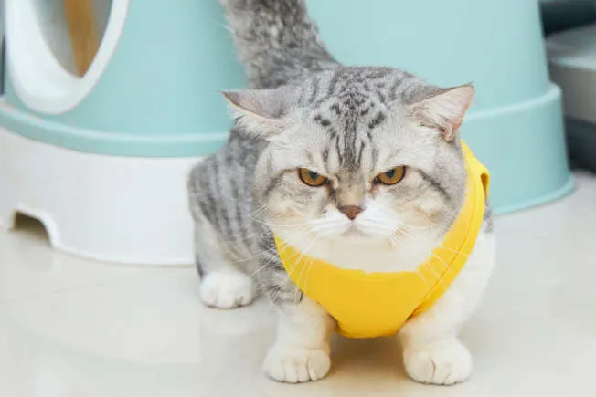 imagen_2024-05-21_162939490