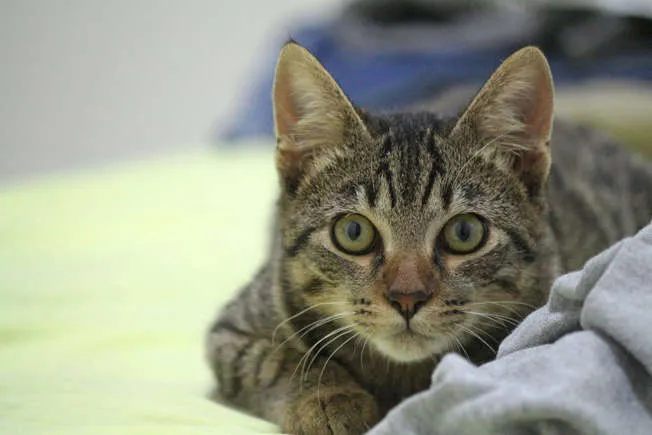 imagen_2024-05-21_162903112